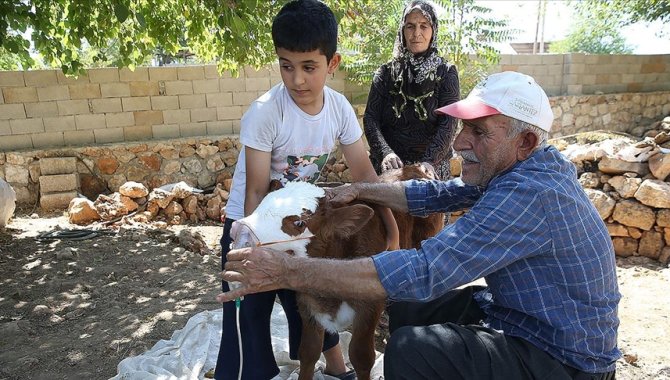 Solunum sıkıntısı yaşayan buzağıya "bebek" bakımı