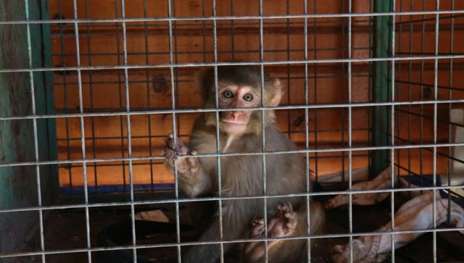 Hatay'da maymuna kötü muamelede bulunan kişi hakkında işlem başlatıldı
