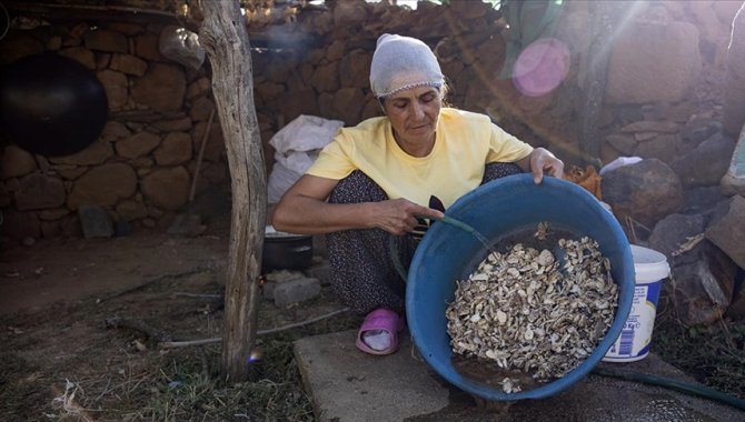 Köylülerin kengerden ürettiği sakızın kilogramı 5 bin liradan alıcı buluyor