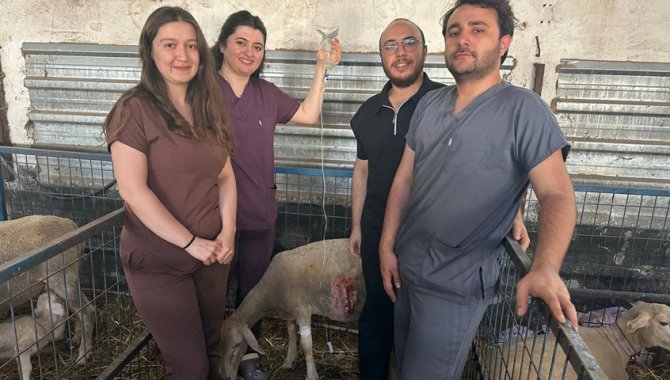 Balıkesir Üniversitesinde koyunlarda sezaryenle canlı doğum oranı artırılıyor