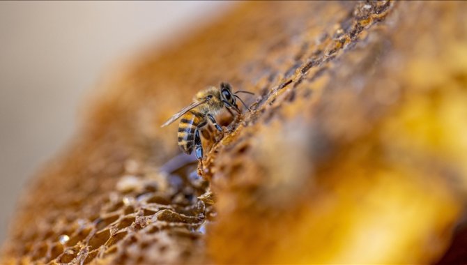 Arıcılık sektörü, katma değerli arı ürünlerinin desteklenmesini bekliyor