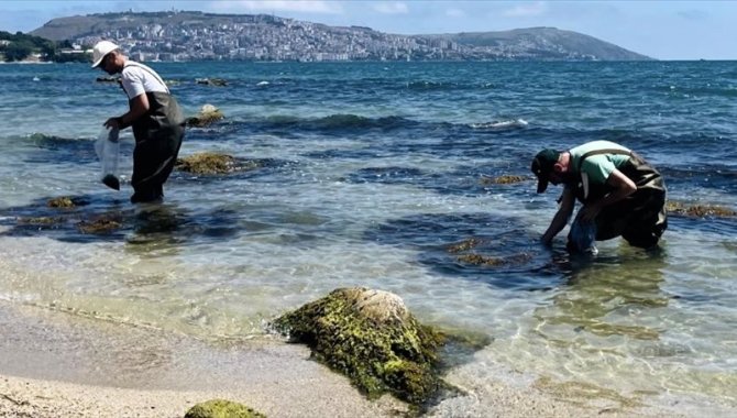 Karadeniz kıyılarında oluşan yosunlardan gübre üretildi