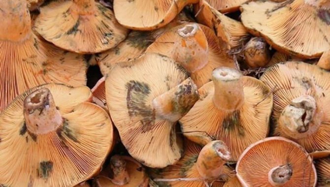 Kastamonu İl Sağlık Müdürlüğünden mantar zehirlenmesi uyarısı