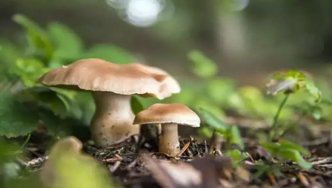 Kastamonu'da mantardan zehirlenen çift hastaneye kaldırıldı