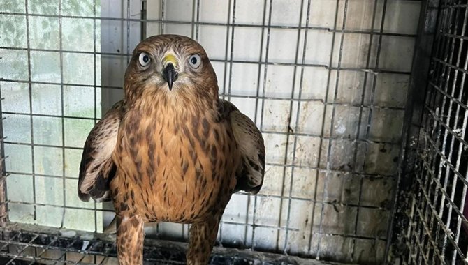 Erzurum'da bitkin halde bulunan iki kızıl şahin, bakımlarının ardından doğaya salındı