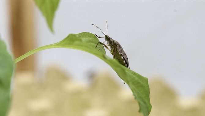 Kahverengi kokarca zararlısına karşı 1 milyondan fazla hane ilaçlandı