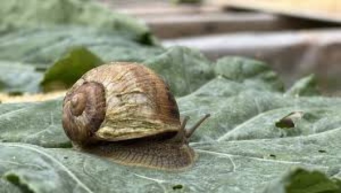 Çiftliğinde elde ettiği salyangoz özünü kozmetik sektörüne taşıdı