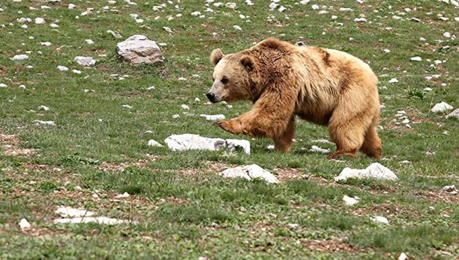 Sakarya'da ayı saldırısından kıyafetlerini yakarak kurtulan Korkmaz yaşadıklarını anlattı: