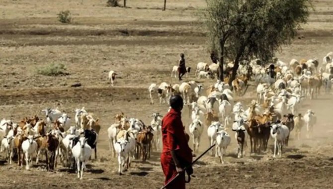 Senegal'de Rift Vadisi Ateşi salgınında vaka sayısı yükseliyor