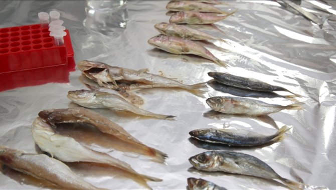 Akademisyenler Karadeniz'de bazı balık türlerinde mikroplastikleri araştırdı