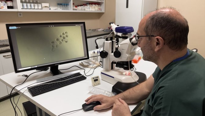 Süt alerjisine ilişkin bilimsel çalışmayla BLG üreten genleri susturulmuş buzağılar doğdu