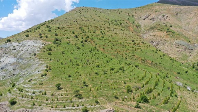 Ağaçlandırma seferberliğinin ilk yılında dikilen fidanlar ağaca dönüştü