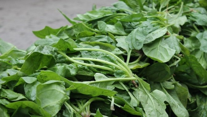 Niğde'de "güzelavrat" otundan zehirlenen 11 kişi hastaneye kaldırıldı