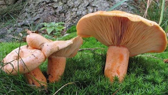 Aydın'da mantardan zehirlenen 2 kişi hastaneye kaldırıldı