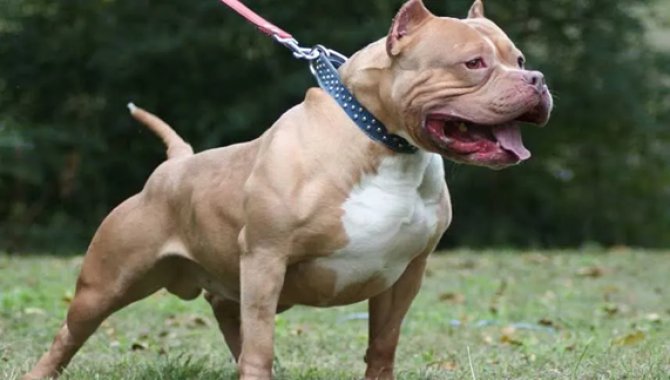 Başkentte 2 çocuğu yaralayan pitbull cinsi köpeğin sahibi gözaltına alındı