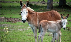 Eşek sütünün faydaları