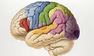 Felçli hastalar için yeni beyin tarayıcı