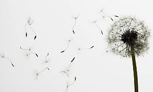 Alerji hayatımızı zorlaştırıyor