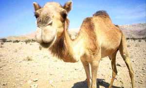 Deve idrarı içen iki Türk hastanelik oldu