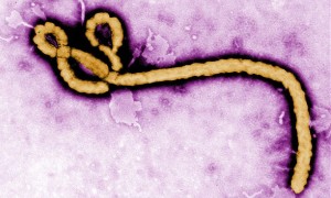 Ebola virüsü hortladı!