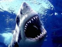 Sağlık Bakanlığı 'köpekbalığı kıkırdağı' hakkında uyardı!