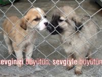 Çankaya Belediyesi'nden evcil hayvanlar için çok özel projeler!