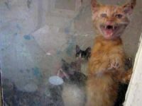 Bursa'da aç bırakılan 20 kediyi ormancılar kurtardı