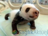 Çin'de üçüz panda sevinci