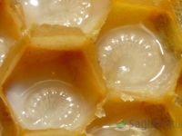 Arı sütünün kilosu 5 bin TL