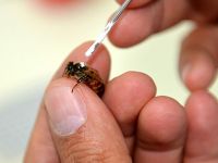 Kas hastalıklarına arı zehri ile tedavi
