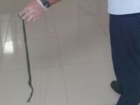 Hastanede 'yılan' operasyonu