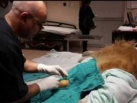 Devlet hastanesinde köpeğe ameliyat yapan ortopediste soruşturma
