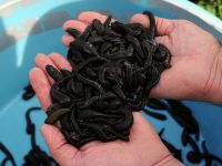 Samsun'dan dünyaya 'doktor sülük' gönderiyor