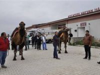 Şampiyon develer sağlık kontrolünden geçirildi