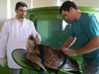 Kaplumbağalara tam donanımlı hastane konforu