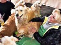 Emekli doktor 50 köpekle yaşıyor