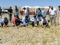 Tunceli'de organik nohut hasadı