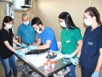 Tavuğunun ölüm sebebini öğrenmek için otopsi yaptırdı