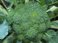 Brokoli kanser tedavisinde kullanılabilir