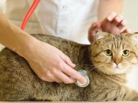 Veterinerde ilaç kaosu