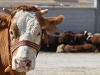 Şarbon nedir? Şarbonun belirtileri neler? Şarbon hastalığı nasıl bulaşır?