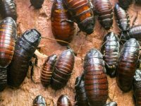 Akıl hastalığı teşhisi konulan kadının DEHB ilaçlarından etkilendiği ortaya çıktı