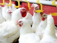 'Kanser ilacı yumurtlayan' tavuklar yetiştirildi