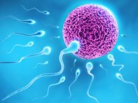 Sperm Sayısı Nasıl Artar