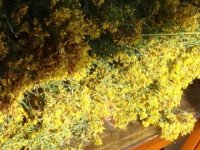 'Kantaron yağı' adeta bir yara iyileştirici iksir