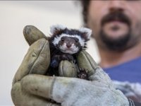 Diyarbakır'da baygın halde bulunan alacasansara özenle bakılıyor