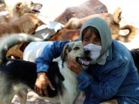 Zonguldak'ta 62 yaşındaki kadın hayatını sokak köpeklerine adadı