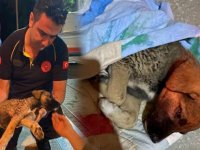 Afyonkarahisar'da 112 ekibi, yaralı köpeğin yardımına koştu