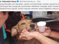 UMKE, Manavgat'ta dumandan etkilenen köpeğe tıbbi müdahalede bulundu