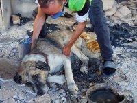 Manavgat'taki orman yangınından yaralı kurtulan "Şanslı"ya şefkat eli